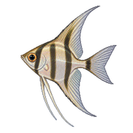 Angelfish Fry