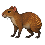 Central American Agouti
