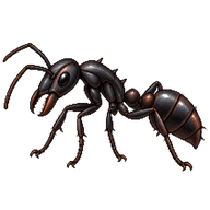 Rainforest Ant