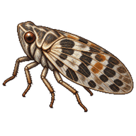 Common issid planthopper