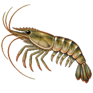 Common Prawn