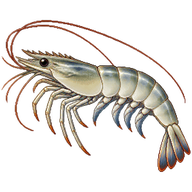 Whiteleg Shrimp