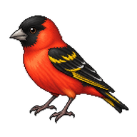 Red Siskin