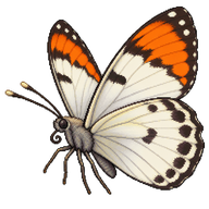 Madrone Butterfly
