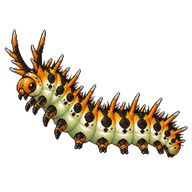 Madrone Butterfly Caterpillar