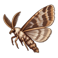 Common bagworm