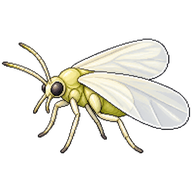 Brassica Whitefly