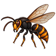 Asian Hornet