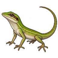 Brown-eared Anole