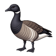 Brent Goose
