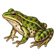 Perez's Frog