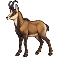 Chamois
