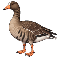 Greater White-fronted Goose