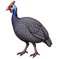 Helmeted Guineafowl