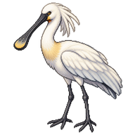 Eurasian Spoonbill
