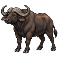African Buffalo