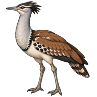 Kori Bustard