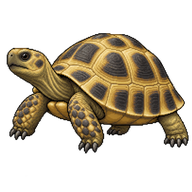 Russian Tortoise