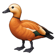 Ruddy Shelduck