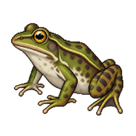 Indian Skipper Frog