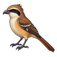 Brown Shrike