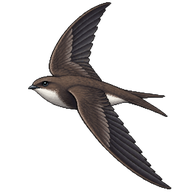 Alpine Swift