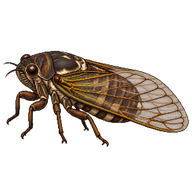 Large Brown Cicada