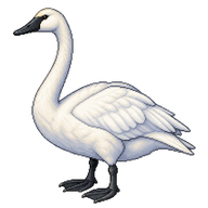 Tundra Swan