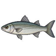 Sea Mullet