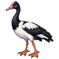 Magpie Goose