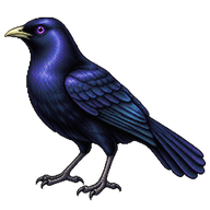 Satin Bowerbird