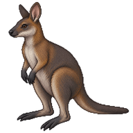 Swamp Wallaby