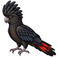 Red-tailed Black Cockatoo