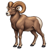Bighorn Sheep