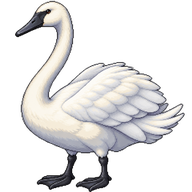 Trumpeter Swan