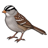 White-crowned Sparrow