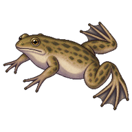 African Clawed Frog
