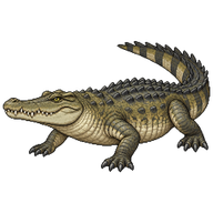 American Crocodile