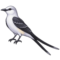 Fork-tailed Flycatcher