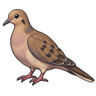 Eared Dove