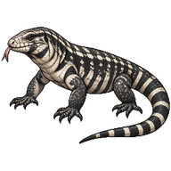 Argentine Black and White Tegu