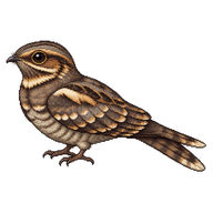European Nightjar