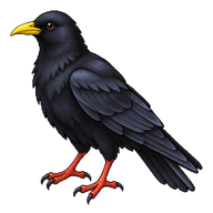 Alpine Chough
