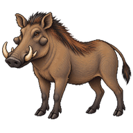 Common Warthog