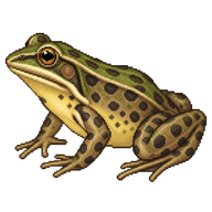 Columbia Spotted Frog