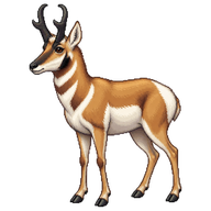 Pronghorn