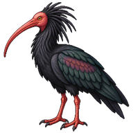 Northern Bald Ibis