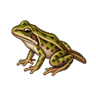 Perez's Frog Froglet