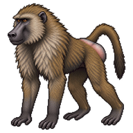 Chacma Baboon