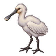 Eurasian Spoonbill Chick